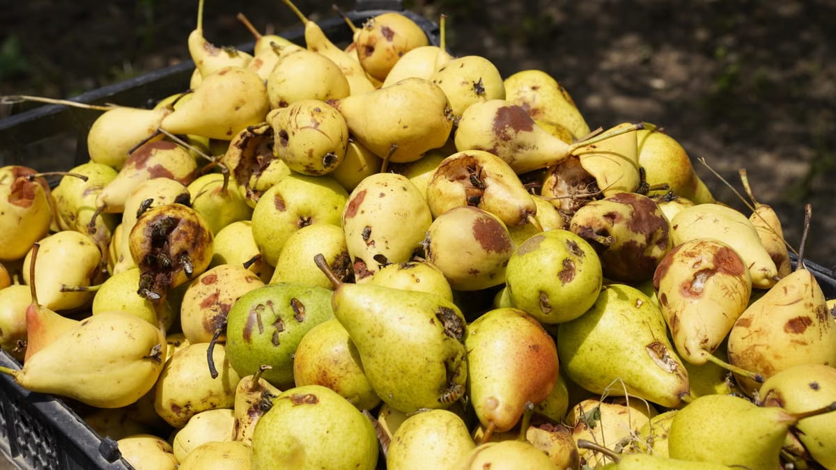 A large pile of ripe, fresh pears with blemishes in a basket under natural sunlight outdoors.